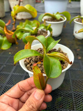 Load image into Gallery viewer, N. veitchii - Specimen 5