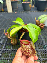 Load image into Gallery viewer, N.ampullaria x ((viking x ampullaria) x northiana) - Specimen 2