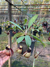 Load image into Gallery viewer, N.rafflesiana 'Nivea' x (viking x ampullaria) - Specimen 2