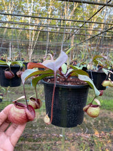 Load image into Gallery viewer, N.viking x (viking x ampullaria) - Specimen 1