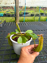 Load image into Gallery viewer, N. truncata