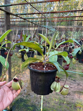 Load image into Gallery viewer, N.rafflesiana 'Nivea' x (viking x ampullaria) - Specimen 1