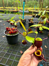 Load image into Gallery viewer, N. ampullaria - Specimen 33
