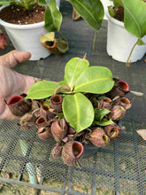 Load image into Gallery viewer, N. ampullaria 'Speckled' x ampullaria 'Black Miracle' - Specimen 1