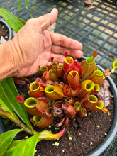 Load image into Gallery viewer, N. ampullaria 'Candy Stripes' - Specimen 2