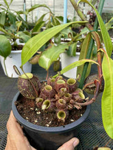 Load image into Gallery viewer, N. ampullaria 'Speckled' x ampullaria 'Black Miracle' - Specimen 2