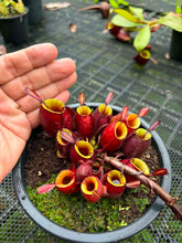 Load image into Gallery viewer, N. ampullaria - Specimen 33