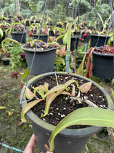 Load image into Gallery viewer, N.mirabilis var 'Trang-Bizarre' x northiana