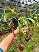 Load image into Gallery viewer, N. mirabilis var. 'Trang-Bizarre' x (viking x ampullaria)