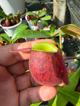 Load image into Gallery viewer, N. ampullaria - Specimen 1