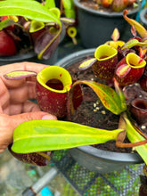 Load image into Gallery viewer, N. ampullaria - Specimen 3 - Variegated