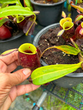 Load image into Gallery viewer, N. ampullaria - Specimen 3 - Variegated