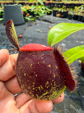 Load image into Gallery viewer, N. ampullaria - Specimen 5