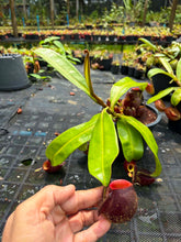 Load image into Gallery viewer, N. ampullaria - Specimen 5