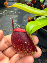 Load image into Gallery viewer, N. ampullaria - Specimen 8 - Tricolor
