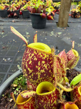 Load image into Gallery viewer, N. ampullaria - Specimen 15 - Tricolor