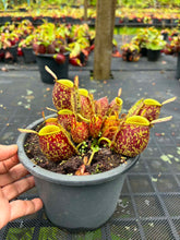 Load image into Gallery viewer, N. ampullaria - Specimen 15 - Tricolor
