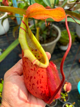 Load image into Gallery viewer, N.(thorelii x veitchii) x northiana