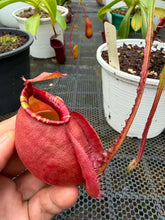 Load image into Gallery viewer, N. mirabilis var 'Trang-Bizarre) x (viking x ampullaria)