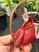 Load image into Gallery viewer, N. mirabilis var 'Trang-Bizarre) x (viking x ampullaria)
