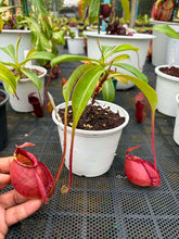 Load image into Gallery viewer, N. mirabilis var 'Trang-Bizarre) x (viking x ampullaria)