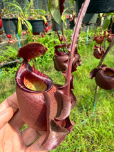 Load image into Gallery viewer, N. Hookeriana x ((mirabilis var 'Trang-Bizarre) x (viking x ampullaria 'Black Miracle'))