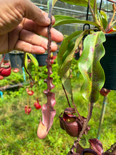 Load image into Gallery viewer, N. Hookeriana x ((mirabilis var 'Trang-Bizarre) x (viking x ampullaria 'Black Miracle'))