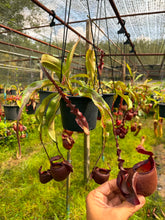 Load image into Gallery viewer, N. Hookeriana x ((mirabilis var 'Trang-Bizarre) x (viking x ampullaria 'Black Miracle'))