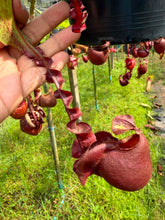Load image into Gallery viewer, N. Hookeriana x ((mirabilis var 'Trang-Bizarre) x (viking x ampullaria 'Black Miracle')) - Specimen 2
