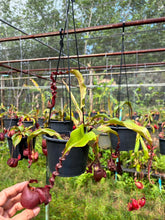 Load image into Gallery viewer, N. Hookeriana x ((mirabilis var 'Trang-Bizarre) x (viking x ampullaria 'Black Miracle')) - Specimen 2