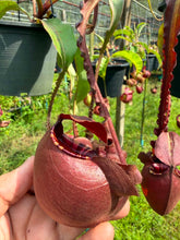 Load image into Gallery viewer, N. Hookeriana x ((mirabilis var 'Trang-Bizarre) x (viking x ampullaria 'Black Miracle')) - Specimen 3