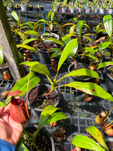 Load image into Gallery viewer, N. bicalcarata - Specimen 1