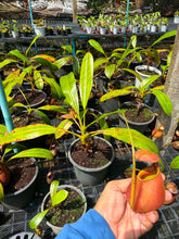 Load image into Gallery viewer, N. bicalcarata - Specimen 2