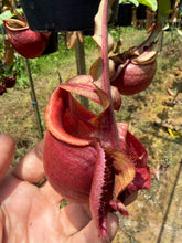 Load image into Gallery viewer, N.Hookeriana x (mirabilis var 'Trang-Bizarre' x (viking x ampullaria))