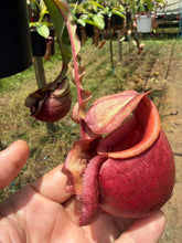 Load image into Gallery viewer, N.Hookeriana x (mirabilis var 'Trang-Bizarre' x (viking x ampullaria))