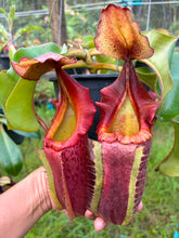 Load image into Gallery viewer, N.veitchii x (maxima x veitchii) - Specimen 1