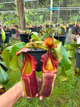 Load image into Gallery viewer, N.veitchii x (maxima x veitchii) - Specimen 1