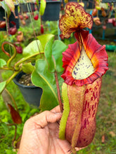 Load image into Gallery viewer, N.veitchii x (maxima x veitchii) - Specimen 2