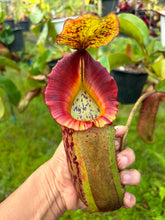 Load image into Gallery viewer, N.veitchii x (truncata x merriliana)