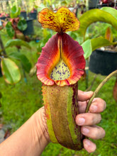 Load image into Gallery viewer, N.veitchii x (truncata x merriliana)