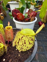 Load image into Gallery viewer, N. ampullaria - Specimen 23