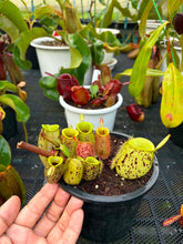 Load image into Gallery viewer, N. ampullaria - Specimen 23