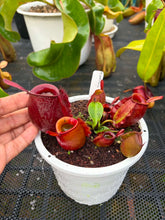 Load image into Gallery viewer, N. ampullaria - Specimen 24
