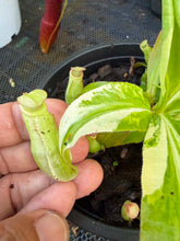 Load image into Gallery viewer, N. mirabilis 'Variegated'