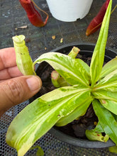 Load image into Gallery viewer, N. mirabilis 'Variegated'