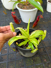 Load image into Gallery viewer, N. mirabilis 'Variegated'