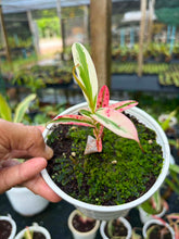 Load image into Gallery viewer, N. gracilis 'Variegated'