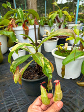 Load image into Gallery viewer, N. mirabilis 'Variegated' - Specimen 2