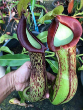 Load image into Gallery viewer, N.maxima x alata - Confirmed Female