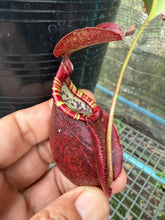 Load image into Gallery viewer, N.((viking x ampullaria) x sumatrana) x rafflesiana - Wholesale Lot of 15